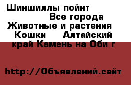 Шиншиллы пойнт ns1133,ny1133. - Все города Животные и растения » Кошки   . Алтайский край,Камень-на-Оби г.